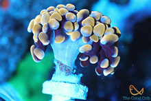 Load image into Gallery viewer, WYSIWYG TCC Clementine Branching Hammer Frag (2 Heads)

