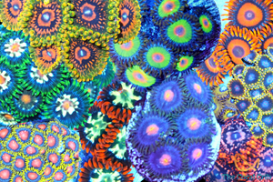 Mystery Zoanthid Frag Pack!