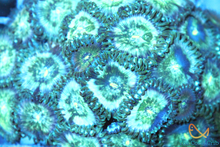 Load image into Gallery viewer, Hawaiian Ding Dang Zoanthid Frag

